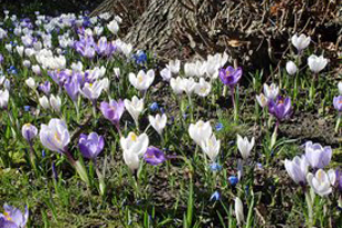 Villnöss, Geisleralm, Blumen